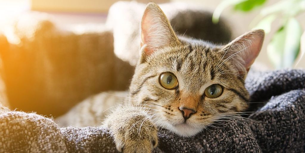 el gato - cat
